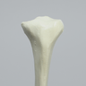 Tibia with Average Asian Attributes, Foam Cortical Shell