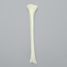Tibia with Average Asian Attributes, Foam Cortical Shell