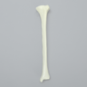 Tibia with Average Asian Attributes, Foam Cortical Shell