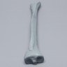 Tibia with Plugged Distal End and Radiopaque Properties, Left