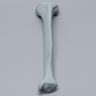 Tibia with Plugged Distal End and Radiopaque Properties, Left