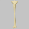 Tibia with 8 mm Canal, Foam Cortical, Left, Small