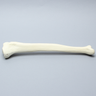 Tibia, High Density, Left, Medium