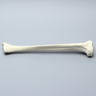 Tibia, High Density, Left, Medium