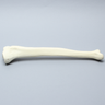 Tibia, High Density, Left, Medium