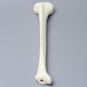 Tibia with 12.7 mm, Foam Cortical, Right, Medium