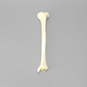 Tibia with 12 mm Canal, Oblique Fracture for IM Nail