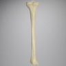 Tibia with Osteoporotic Cortex, Left, Medium