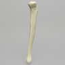 Tibia with 12.7 mm Canal, Foam Cortical Shell, Left, Medium