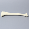 Tibia with 8 mm Canal, Solid Foam, Left, Small
