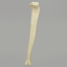 Tibia with 12.7 mm Canal, Solid Foam, Right, Medium