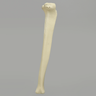 Tibia with 12.7 mm Canal, Solid Foam, Right, Medium