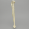Tibia with 12.7 mm Canal, Solid Foam, Right, Medium
