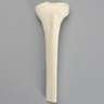 Tibia with 12mm Canal, Solid Foam, Proximal, Left