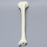 Tibia with 12 mm Canal, Solid Foam, Left, Medium