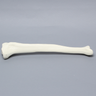 Tibia with 12 mm Canal, Solid Foam, Left, Medium