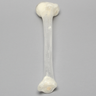 Tibia with 13 mm Canal, Transparent, Left, Medium