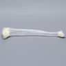Tibia with 13 mm Canal, Transparent, Left, Medium