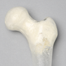Femur, Transparent with 14 mm Canal, Left