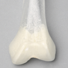 Femur, Transparent with 14 mm Canal, Left