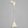 Femur, Transparent with 15.5 mm Canal, Right