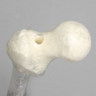 Femur, Transparent with 15.5mm Canal, Left