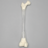 Femur, Transparent with 15.5mm Canal, Left