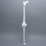 Full Length Knee with Three Stretch Cord Ligaments, Left, Large
