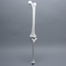 Full Length Knee with Three Stretch Cord Ligaments, Left, Medium