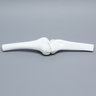 Knee Joint with Four Stretch Cord Ligaments