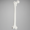Femur, Solid White Plastic, Right