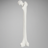 Femur, Solid White Plastic, Right