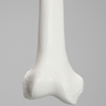 Femur, Solid White Plastic, Right