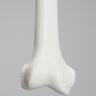 Femur, Solid White Plastic, Right