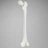 Femur, Solid White Plastic, Right