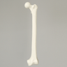 Femur, Solid White Plastic, Large