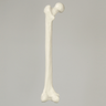 Femur, Solid White Plastic, Large