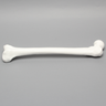 Femur, Solid White Plastic, Large