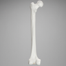 Femur with 15.5 mm Canal, Plastic Cortical Shell, Large