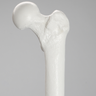 Femur with 15.5 mm Canal, Plastic Cortical Shell, Large