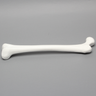 Femur with 15.5 mm Canal, Plastic Cortical Shell, Large