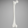 Femur with 15.5 mm Canal, Plastic Cortical Shell, Large