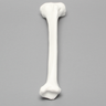 Tibia, Plastic Cortical Shell, Left