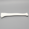 Tibia, Plastic Cortical Shell, Left