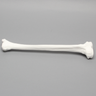 Tibia, Plastic Cortical Shell, Left