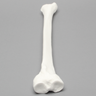 Tibia, Plastic Cortical Shell, Left