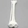 Tibia and Fibula, Plastic Cortical Shell, Large