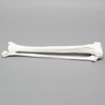 Tibia and Fibula, Plastic Cortical Shell, Large