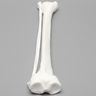 Tibia and Fibula, Plastic Cortical Shell, Large