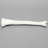 Tibia and Fibula, Plastic Cortical Shell, Large